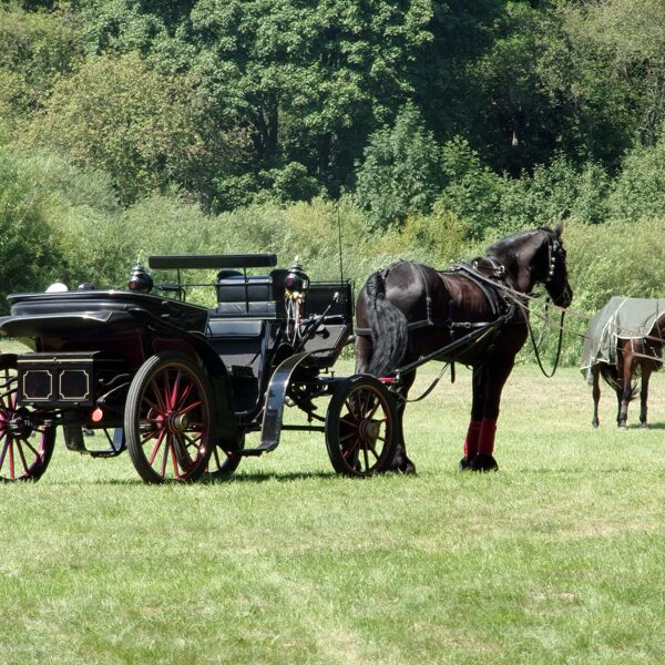 Žirgai, Priekulė LT) Vingio parkas