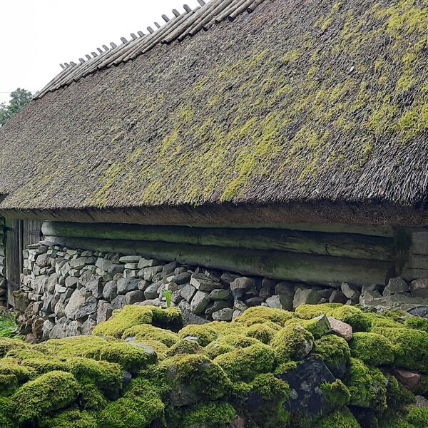 Iš Estijos krašto samanoti stogai