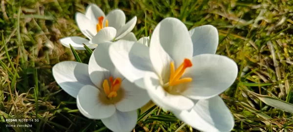Gėlių magija
