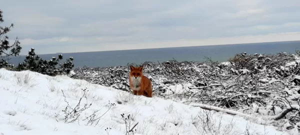 Smiltynės fauna